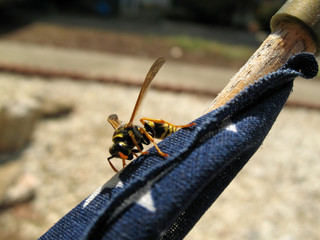 wasp