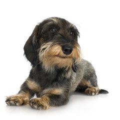 young Coarse haired Dachshund