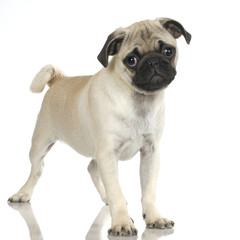 Obraz premium Pug standing up in front of white background.