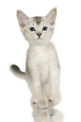 kiten Abyssinian in front of a white background