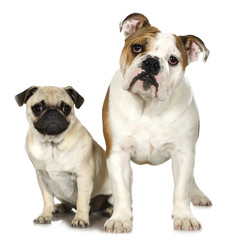 english Bulldog and a pug in front of a white background