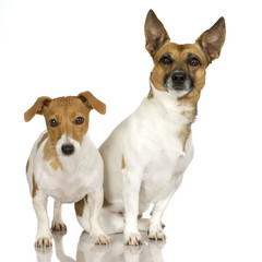 dogs in front of white background