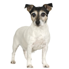 Fototapeta premium Jack russell in front of a white background