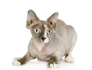 Sphinx in front of a white background