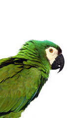 Green parrot