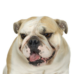 english Bulldog cream and white stitting
