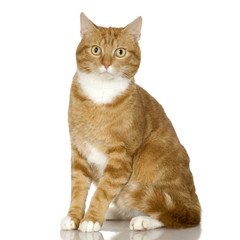 Ginger Cat kitten in front of a white background