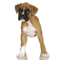 puppy Boxer in front of white background © Eric Isselée