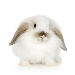 white Lion headed lop rabbit