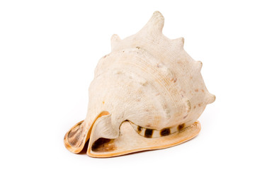  Conch Shell with white background