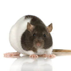 Two-coloured panda rat in front of a white background