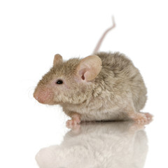 Mouse in front of a white background