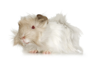 Lilac peruvian guinea pig against a white background