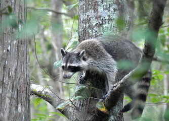 Raccoon 4