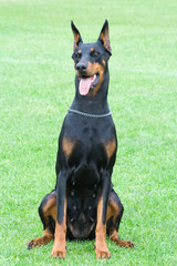 dobermann