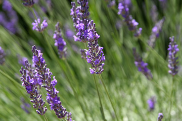lavandes de provence