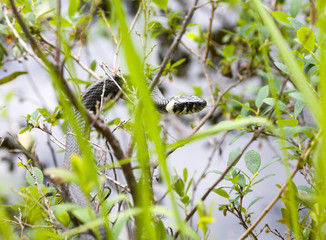 The grass-snake on coast of lake