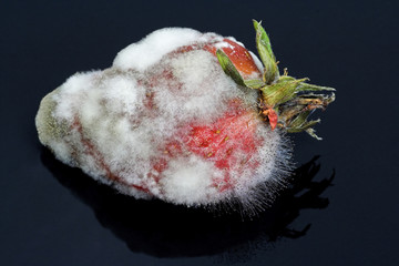 Strawberry Left to go Mouldy