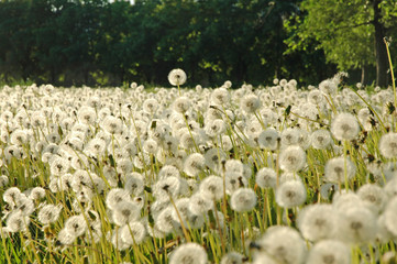Field dandelions