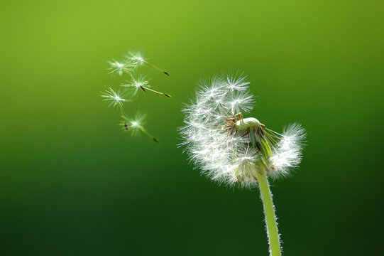 Flying off seed - Powered by Adobe