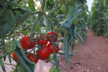 fresh tomato in greenhouse