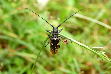 Beetle with long antennas, dangling on the blade.