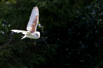 Barn Owl in Flight