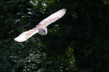 Barn Owl in Flight