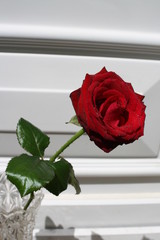 single rose