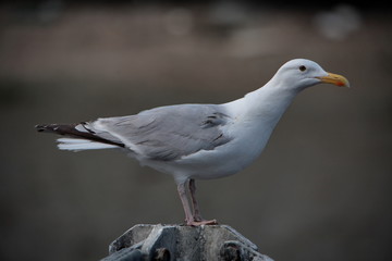 Fototapeta premium goéland