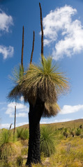 australian native grass tree portrait