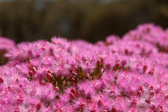 Purple flowers