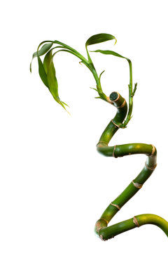 Lucky Bamboo