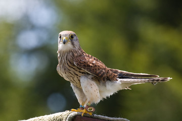 Hawk