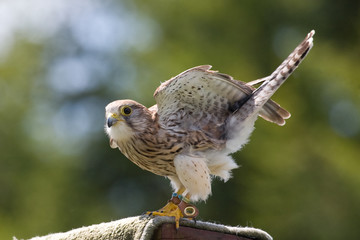 Falcon