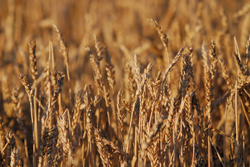 wheat and blue sky