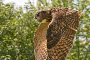 European Eagle Owl in Flight