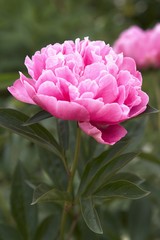 Pfingsrose