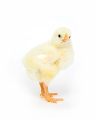 Baby chick standing up and looking straight ahead