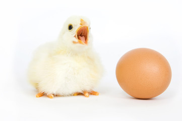 Chick and egg