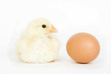 Fototapeta premium Chick and egg