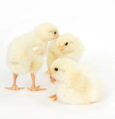 Group of baby chicks