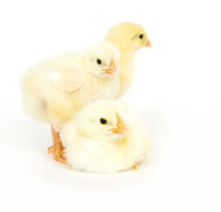 Group of baby chicks