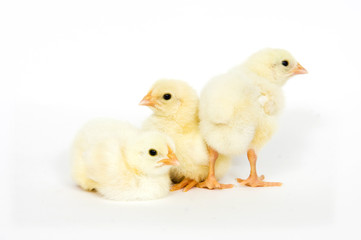 Group of baby chicks