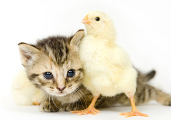 kitten and baby chick
