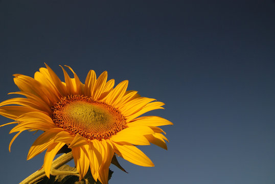sonflower