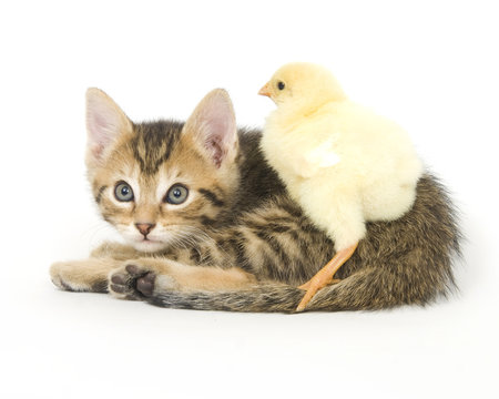 kitten and baby chick
