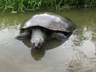 Schildkröte, Turtle, Tartaruga,  Amazonas