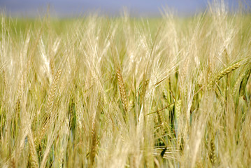 Field of Grain