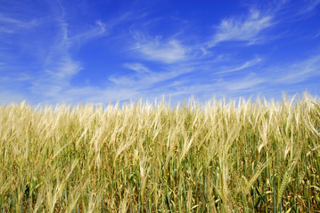 Field of Grain